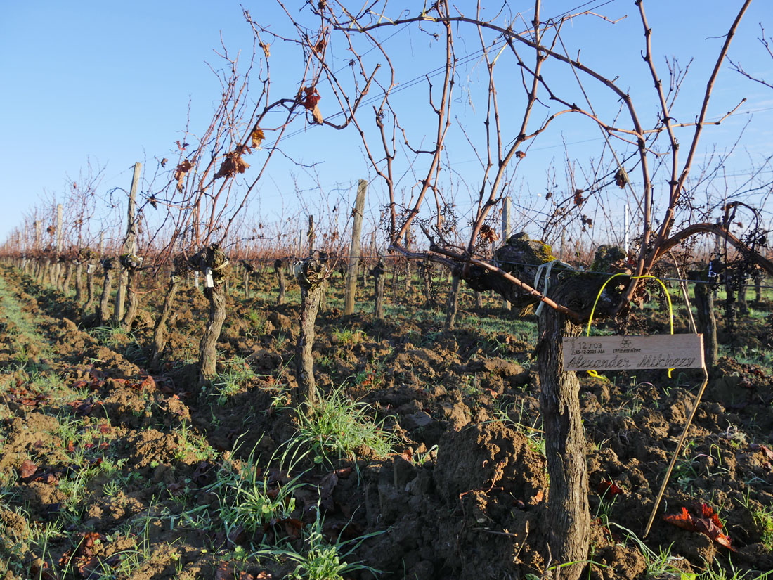 Виноградник на урожай